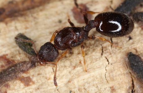 Baum Schmalbrustameise  (Temnothorax affinis) - © Gernot Kunz
